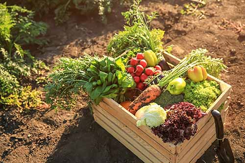 Rich in vitamins that are good for the body.